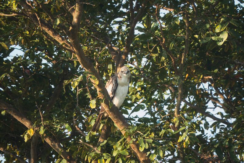 животные, природа, птицы, бердвотчинг, фотоохота, шри-ланка, wilpattu national park, sri lanka, wildlife, birds, birdwatching, animals Три эмоции изменчивого хохлатого орлаphoto preview