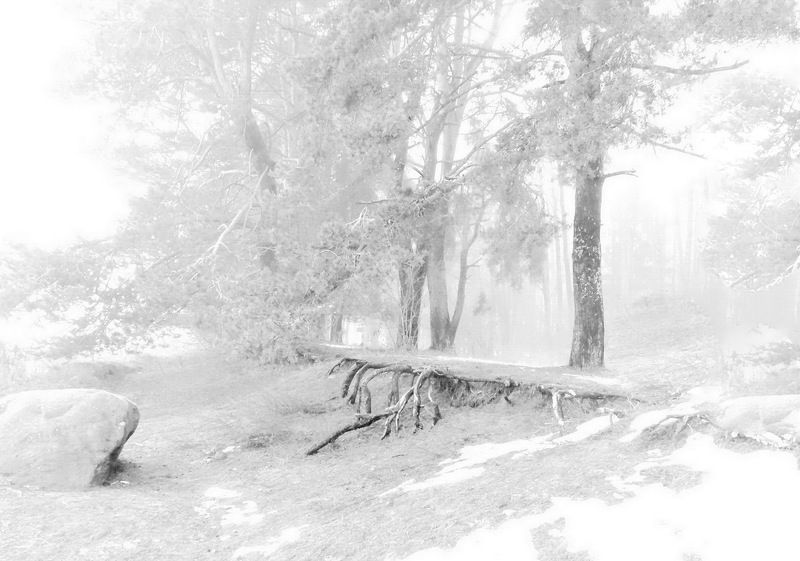 утро, камень, корни Опушка лесаphoto preview