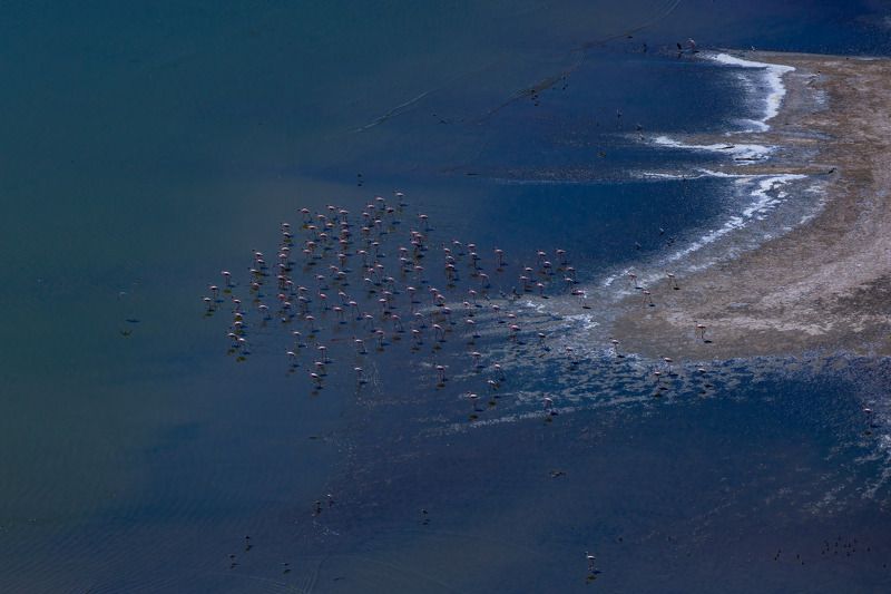 flamingos, aerial, lake magadi The Lake Shorephoto preview