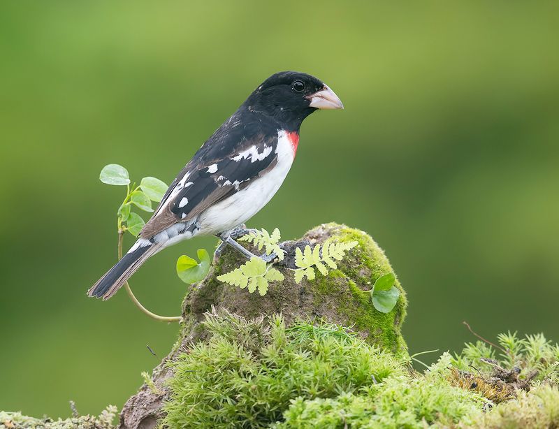 birds, красногрудый дубоносовый кардинал, rose-breasted grosbeak, ndigo  индиговый овсянковый кардинал, кардинал,oriole Spring Time Birds Migration - Весенняя миграция разных видов птицphoto preview