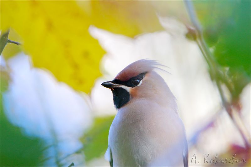 Акварель-свиристель фото превью