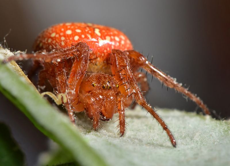 паук, макро, насекомые, природа, nature, spider, macro Прекрасный ужас))photo preview