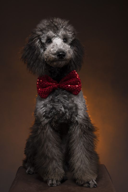 Малый пудель Мартиphoto preview