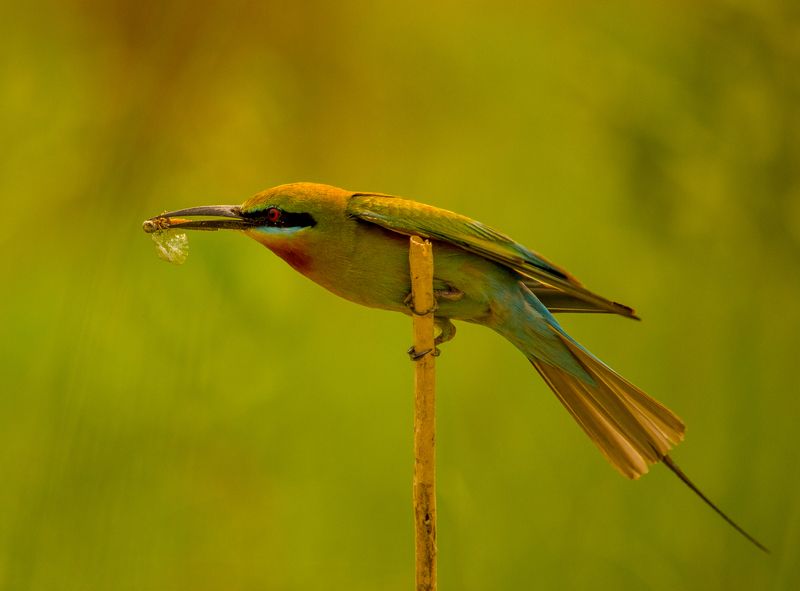 #bird #natgeo #photography #birdphotography #nature #beeeater #green #animal #wildlife Blue Tailed Bee Eaterphoto preview