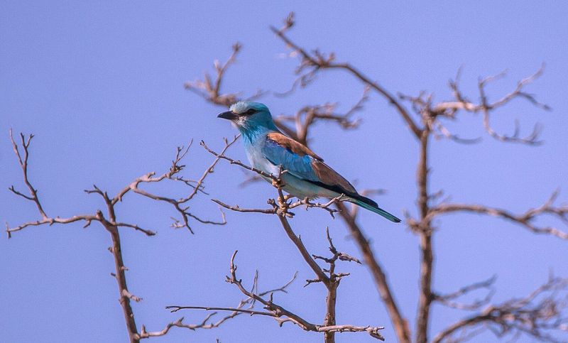 сизоворо́нка , обыкнове́нная сизоворо́нка , сивоворонка, или ракша (лат. coracias garrulus) — птица отряда ракшеобразных размером с дрозда. СИЗОВОРОНКАphoto preview