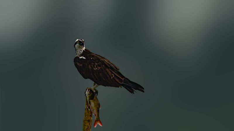 wild,wildlife,nature,bird,birds,fishing Ospreyphoto preview