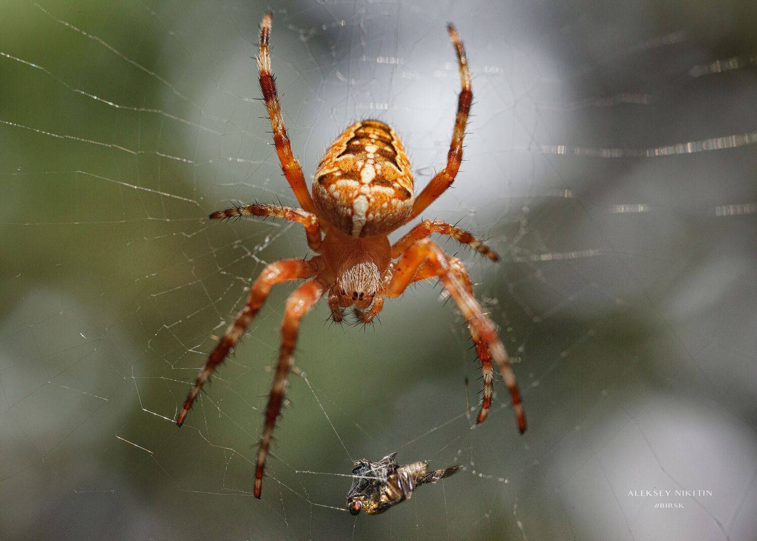 , Никитин Алексей