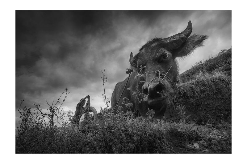 Rice&Icon of Vietnamphoto preview