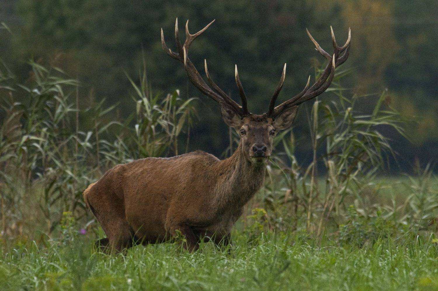 Автор: Predrag Kostin , Predrag Kostin