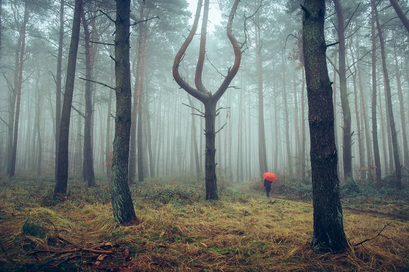 утренняя прогулка в сосновом лесу morning walk pine forest foggy alone melancholy red umbrella trees fog dark nature Morning walk in the pine forestphoto preview