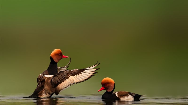 wildlife,wild,bird,birds,nature,water,lake,colorful,pochard The red-crested pochard photo preview