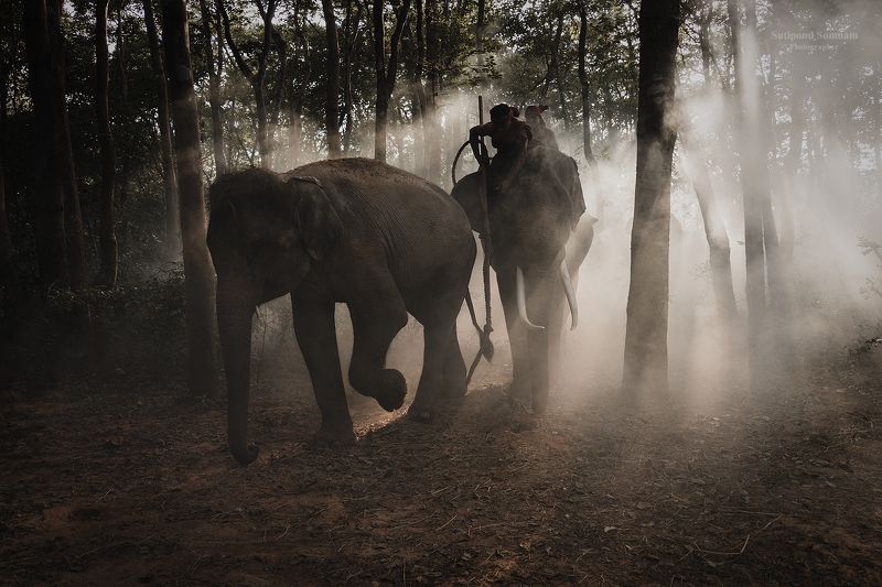 elephant photo preview