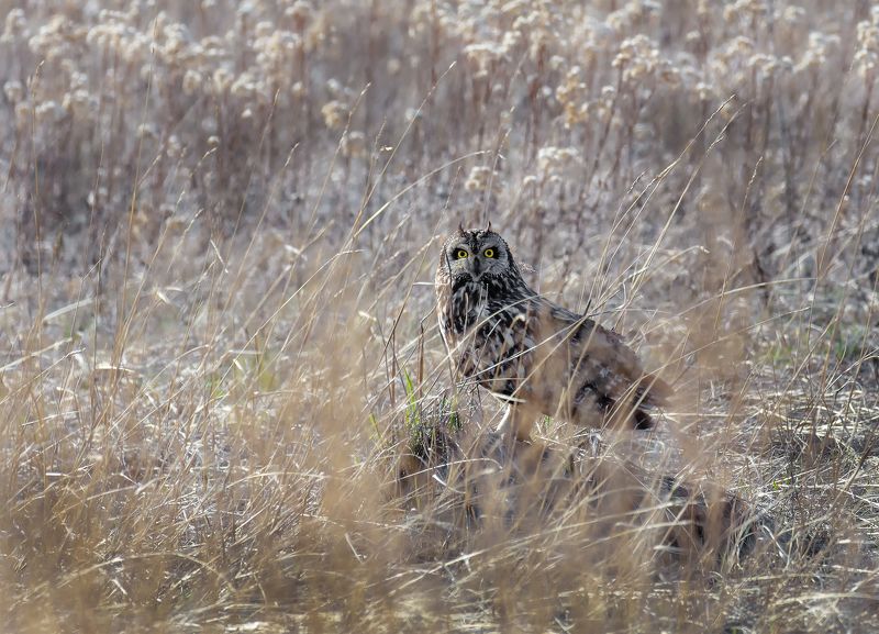 птица, болотная сова, степь, болото, маскировка.. фото превью