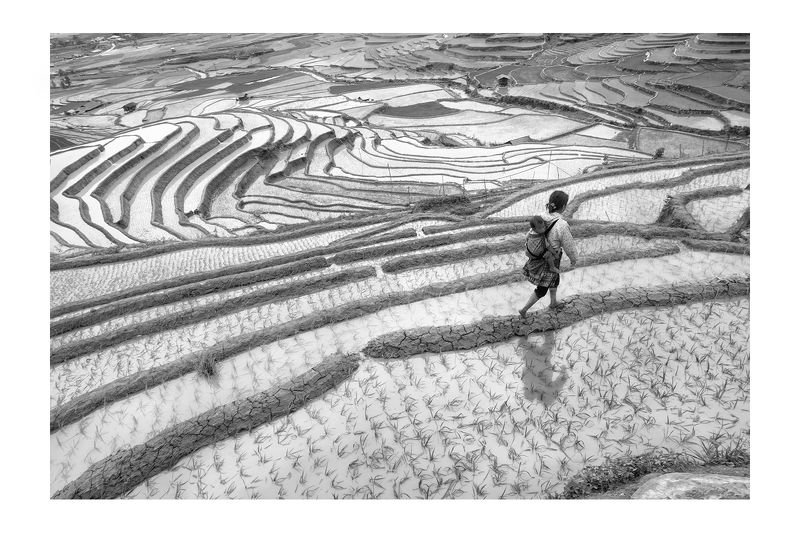 Rice&Icon of Vietnamphoto preview