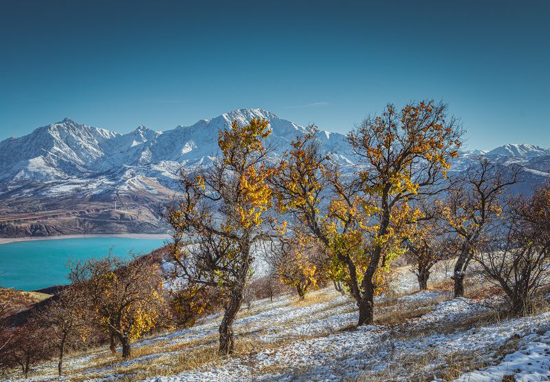 узбекистан, чарвакское водохранилище, чимган, uzbekistan, chimgan Последние листьяphoto preview