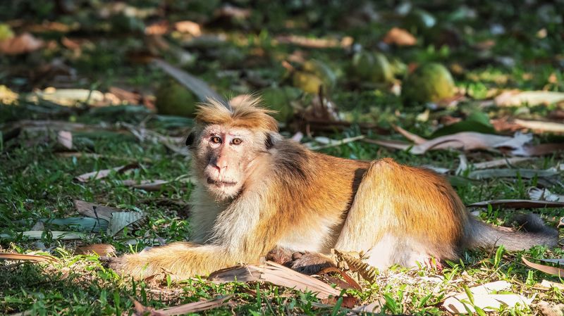 животные, природа, млекопитающие, фотоохота, шри-ланка, макака, обезьяны, sri lanka, wildlife, macaque Обезьяньи денькиphoto preview