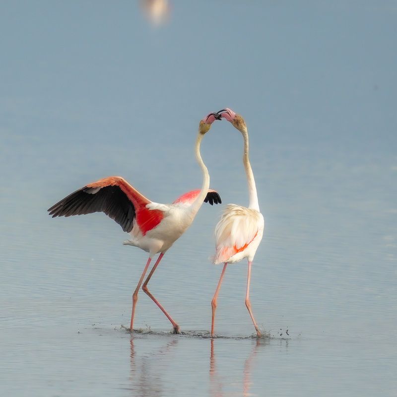 flamingo flamingophoto preview