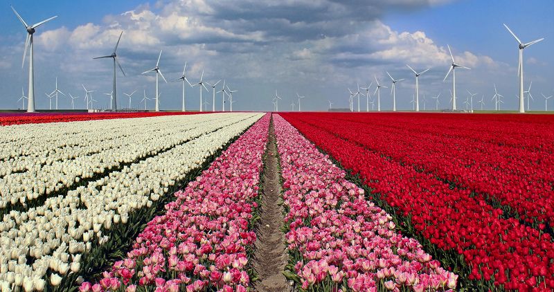 Тюльпанная перспективаphoto preview