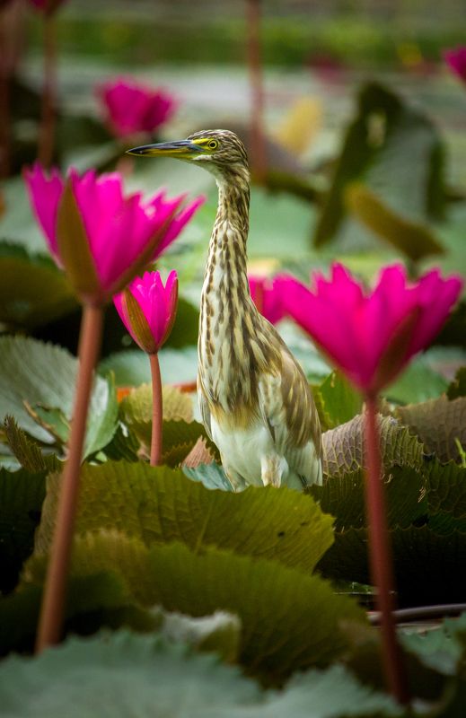 #bird #natgeo #photography #birdphotography #nature #beeeater #green #animal #wildlife Indian Pond Heronphoto preview