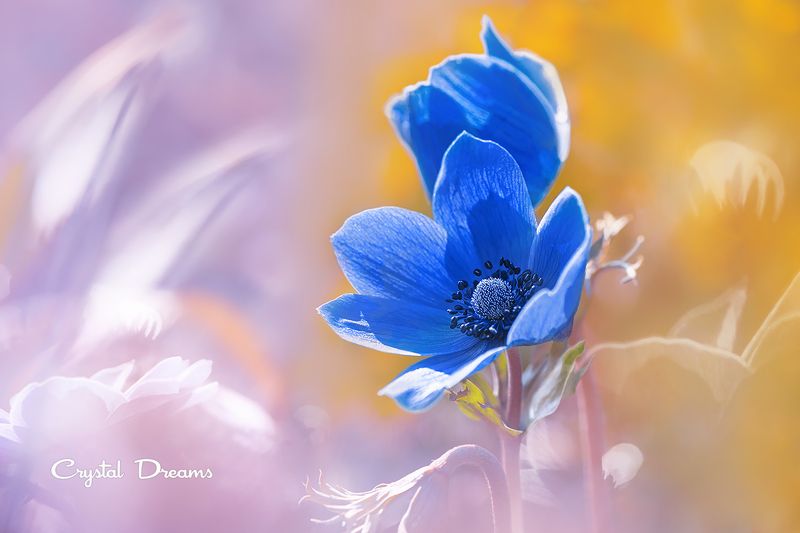 #art, #macro, #crystal_dreams, #color, #ditale photo preview