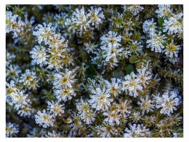 #xiaomi, , #mobilephotography, #macro, #plants, #moss, #nature, #snow, #winter, #frozt Mossphoto preview