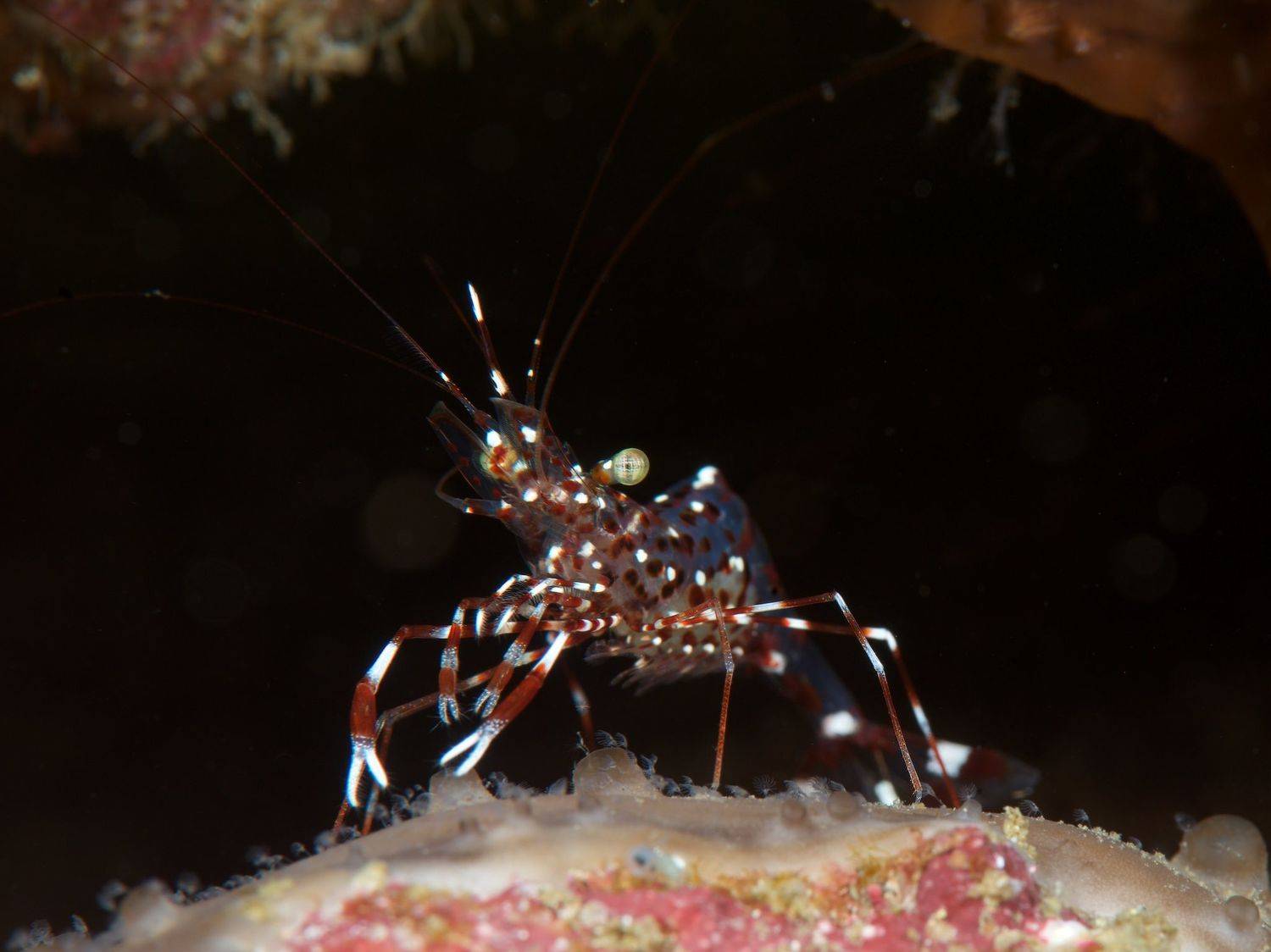 Автор: Dmitry Chikishev , Dmitry Chikishev