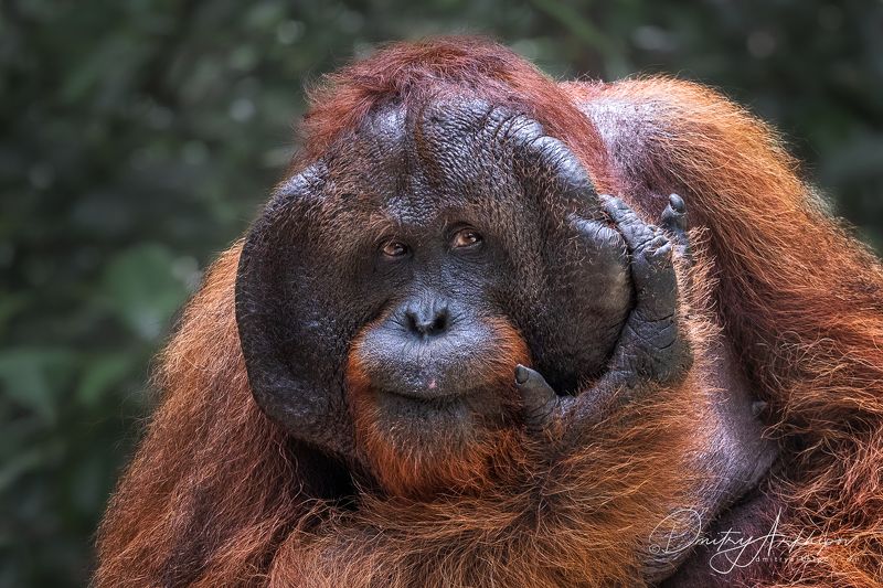 Орангутанги и носачи с острова Калимантанphoto preview