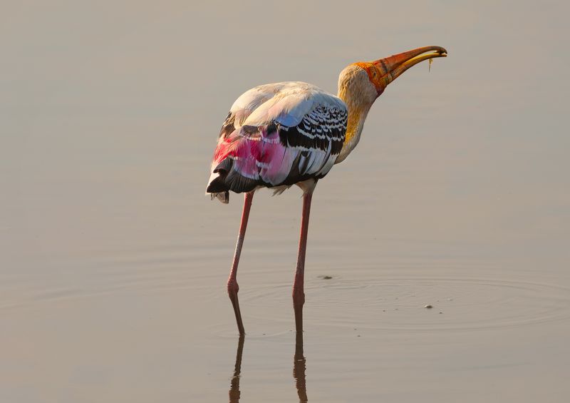 bird,birds,nikon,wild,water,shadows,lake,pond,flowers,swan,colors,nikon,beauty,nature,animals,eyes,egret,songbird,jungle,white,wings,fly Painted Storkphoto preview