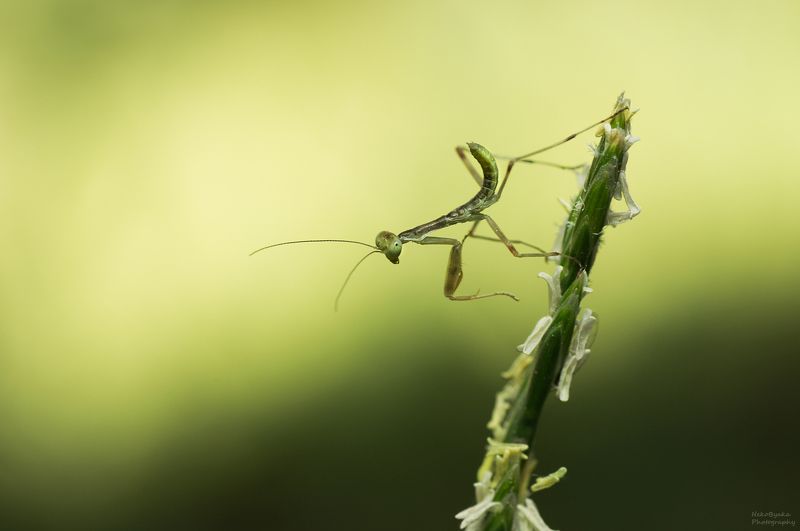 макро, природа, насекомые, богомол, зеленый, лето, macro, nature, insects, praying mantis, green, summer, Приключения богомлаphoto preview