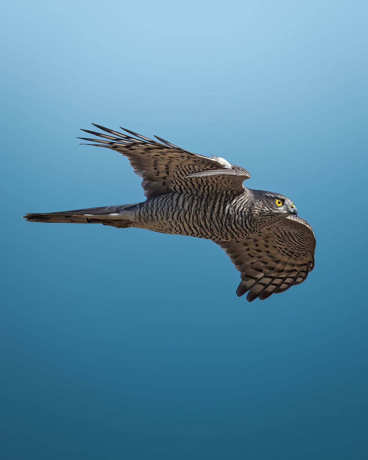 Ястреб . Автор: Поляков Михаил , Поляков Михаил