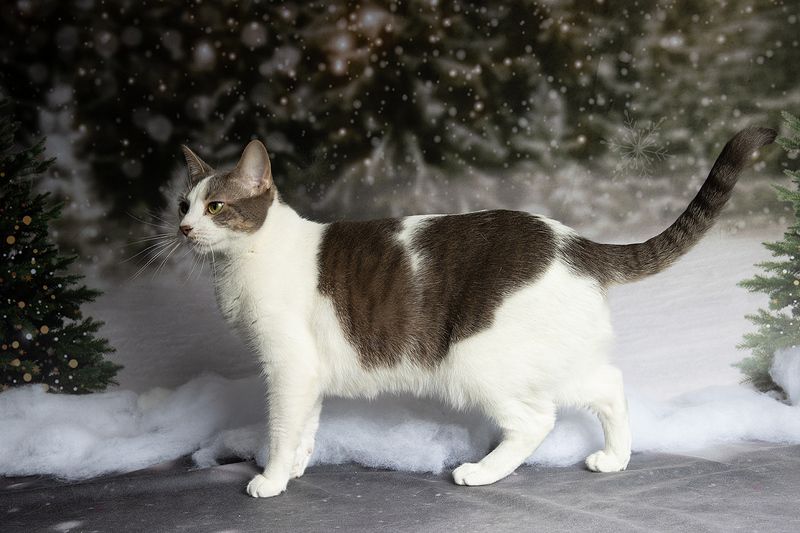 кошка,  сats, домашнии любимцы, котенок, kitten, новый год, праздник, Сэйджphoto preview