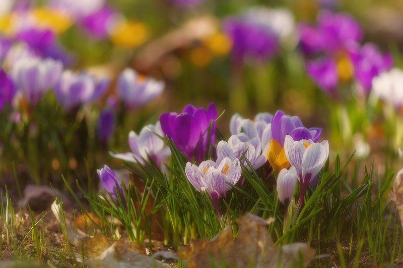 Весна, Цветы Весенняя песенкаphoto preview