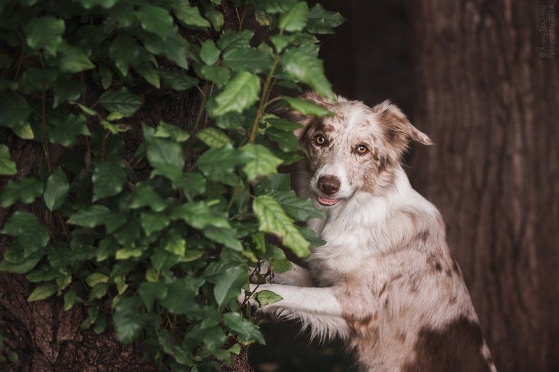 Бордер коллиphoto preview
