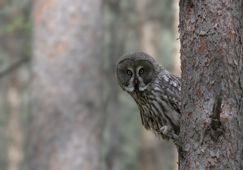 Зеленая гусеницаphoto preview