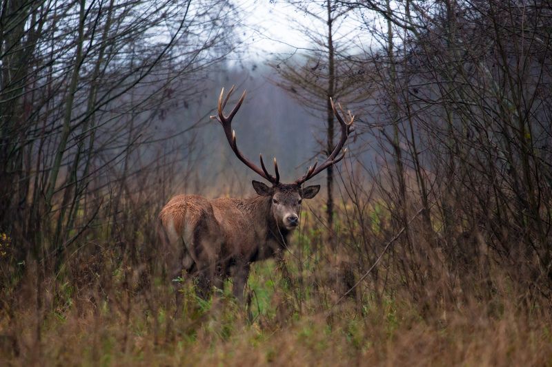 благородный, олень Благородныйphoto preview