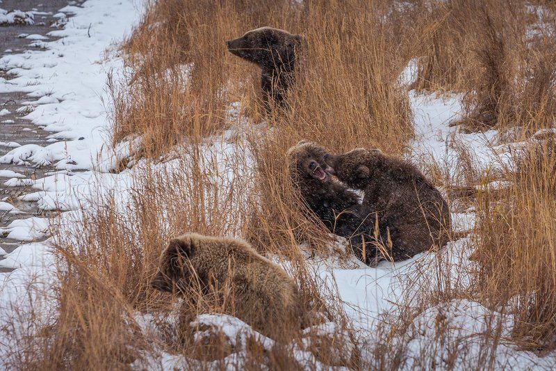 Nature, Камчатка, Курьльское озеро, Снег Игры медвежатphoto preview
