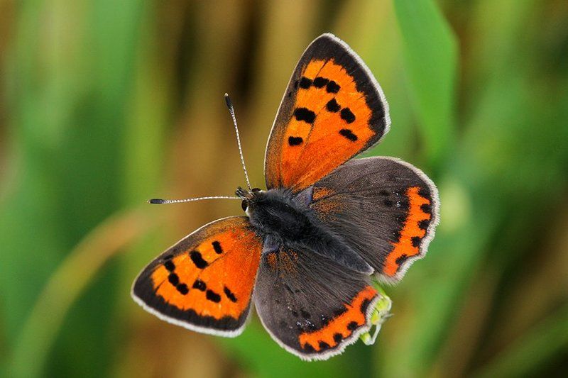 Lycaena phlaeasphoto preview