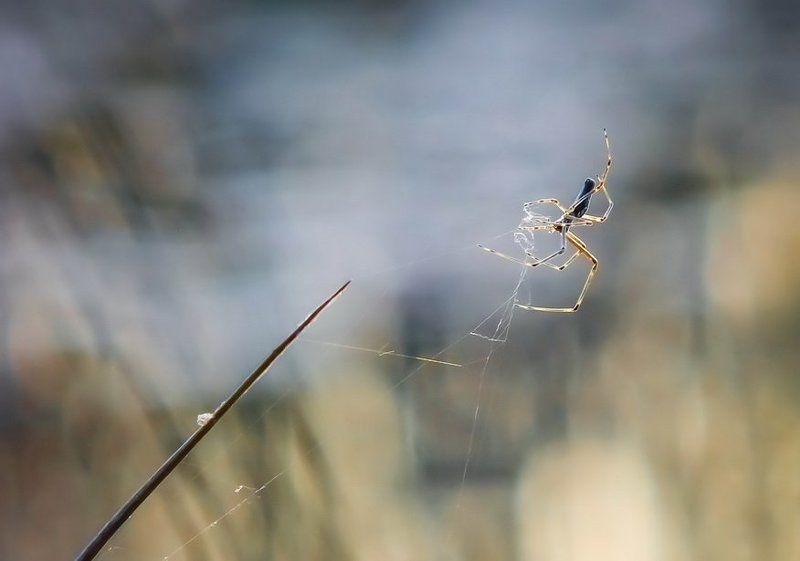 Паук, Паутина, Травинка Творец фото превью