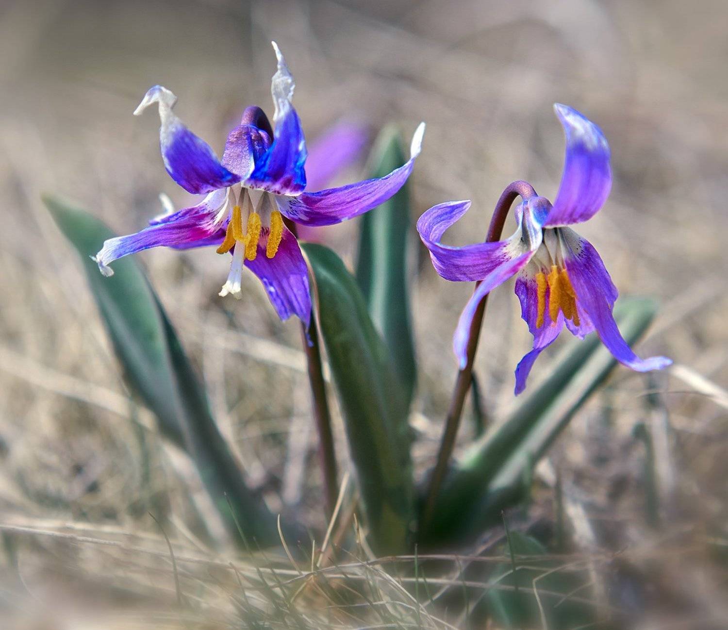 Аленькие цветочки!!!. Автор: Качурин Алексей Алтай, Алтайский край, Качурин алексей, Оренбургская область, Орск, Качурин Алексей