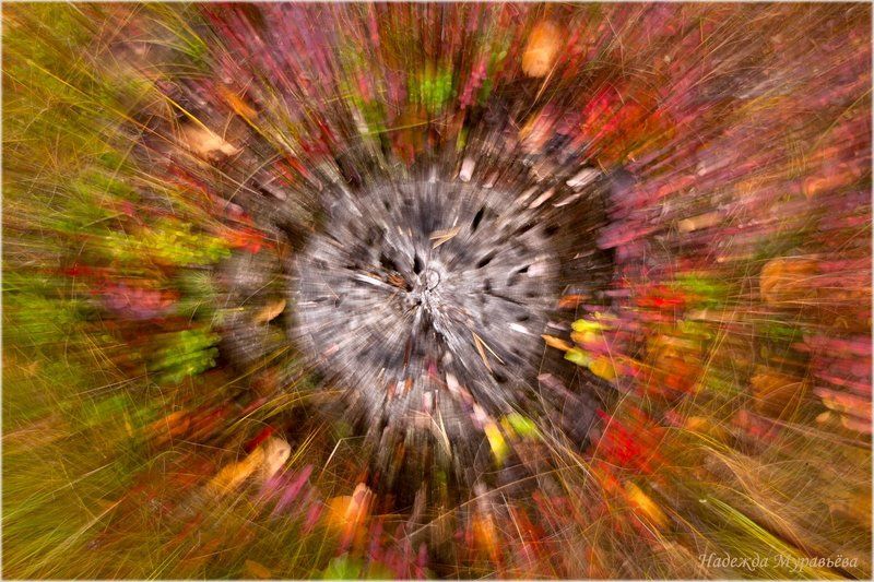 болото, взрыв, осень, пень, сима Взрывphoto preview