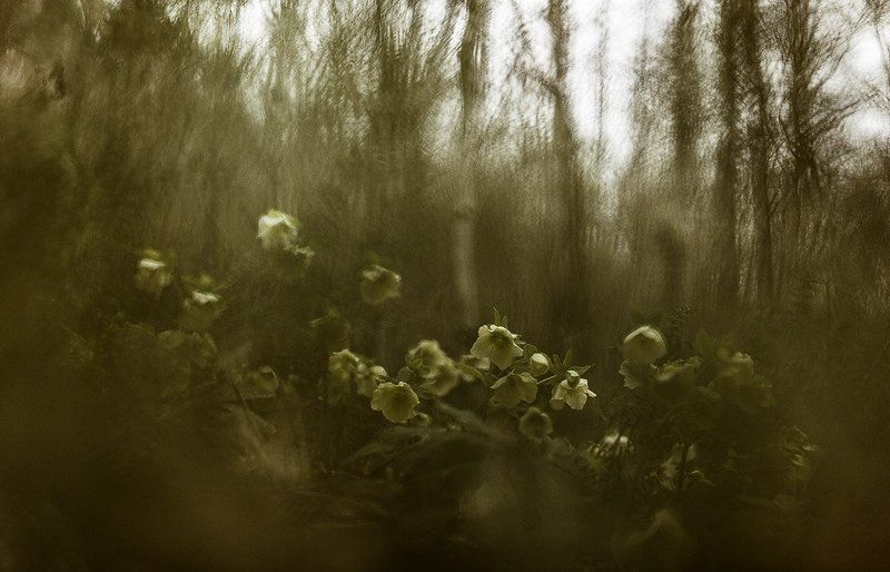 Морозники Морозникиphoto preview