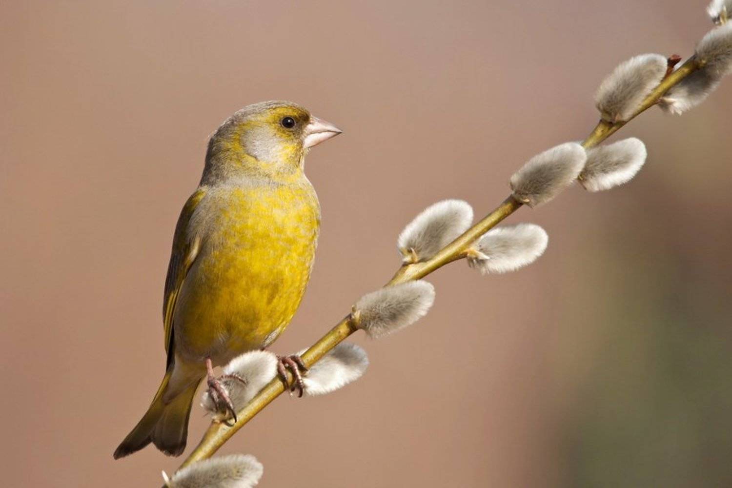 European Greenfinch. Автор: Tomasz Budnicki , Tomasz Budnicki