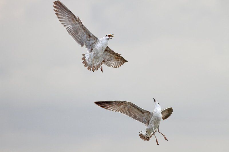 animals,birds,gulls, 7d, 400mm, животные, птицы, чайки Роняй уже поскорее..photo preview