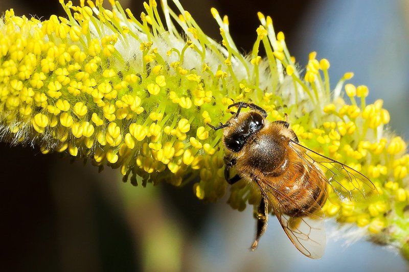 Верба С Вербенным воскресеньем!!!photo preview