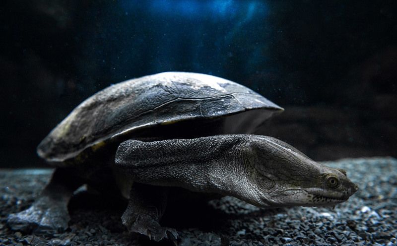 Animals, Light, Nature, Nikon, Underwater, Water Змеевидная черепахаphoto preview