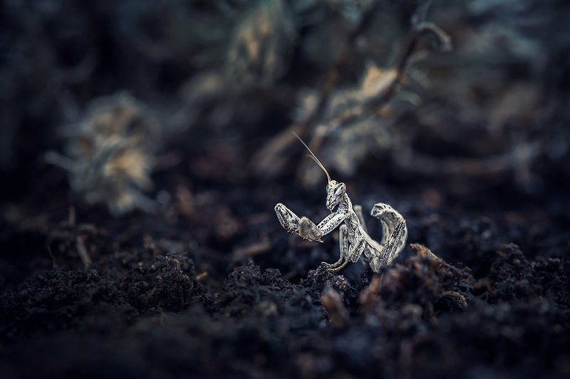 Белый монах.photo preview