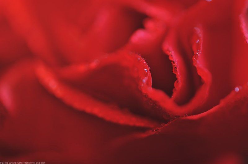 Macro, Redwater drop, Rose Delicatephoto preview