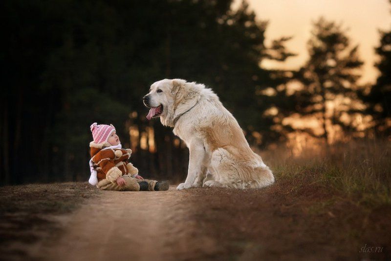 дети, собака, алабай Посиделки фото превью