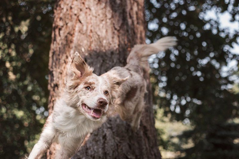 На прогулке с бордер коллиphoto preview