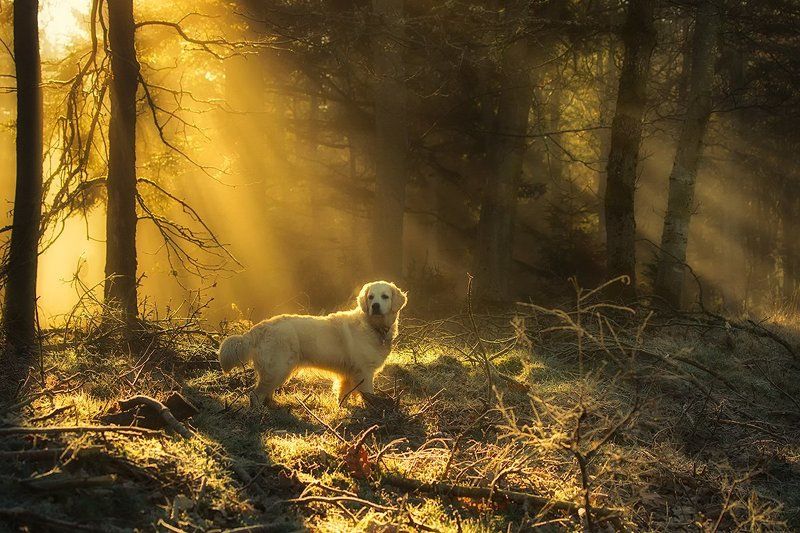 Golden in the golden forestphoto preview